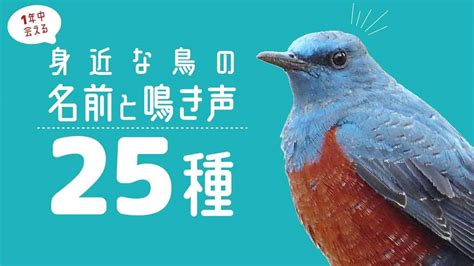 鳥種類|鳥類図鑑｜身近な鳥の生態・特徴・分布｜目に 